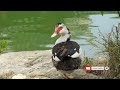 🌿🦆 Cute Ducks Family Wanders And Plays In Chinese Public Garden In Malta 🦆🌸