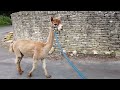 Alpaca walk with Cotswold Alpacas on 5th July 2024