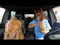 Rubber Ducky Surprises Puppy & Wolf with Car Ride Chase!