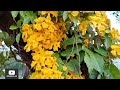 A BELEZA do CIPÓ-OURO (Dolichandra unguis-cati) / Planta trepadeira / Flores / Jardinagem