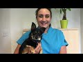 Day in the life of a veterinary nurse