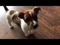 Jack Russell puppy training 9 weeks