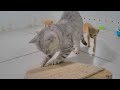 😅 So Funny! Funniest Cats and Dogs 2024 😆🤣 Best Funny Cats Videos 2024 🐈🐶