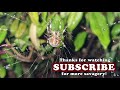 Garden Spider vs Wasp