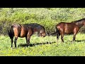 8 MINUTES OF WILD HORSES