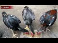 MANFAAT PAKAN AYAM FERMENTASI  || Simak Penjelasannya.