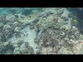 White Pufferfish at Honaunau Bay (2 Step)