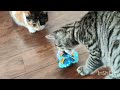 Cats playing with butterfly teaser toys