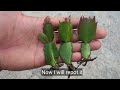 How to Grow Christmas Cactus plant in Simple Method