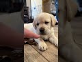 The Cutest Labrador Puppies Ever! (Pt. 1)