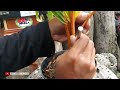 Proses Mengecilkan Daun Bonsai Kelapa || Cara Sayat Tapis Bonsai Kelapa