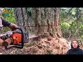 150 Fastest Big Chainsaw Cutting Tree Machines Skills | Tree Felling Climbing With Chainsaw