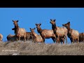 ~Elk Herds Are on the Move in The Pacific Northwest!~