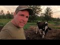 Milking Cows On A Small Family Farm In The Summer