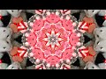 Hamster eating Red food - Kaleidoscope (4K)