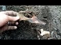 Bottle digging Scotland Episode 20        Bottles and Bones