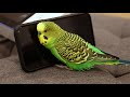 Parakeet activates Siri on iPhone - prolific talking parakeet!