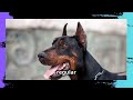 Discover the Doberman Pinscher 🐕 | Loyal Guardians and Intelligent Companions🛡️