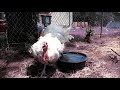 big  turkeys rescued  get first time freedom