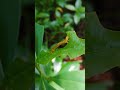 Hungry Caterpillar of Blue tiger moth (Dysphania percota)