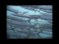 Schooling Fish - Reef Life of the Andaman - Part 15