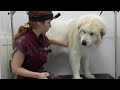 Sometimes My Lips Get Stuck On My Teef | Great Pyrenees Dog