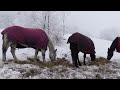 How to Care for Horses in the Winter