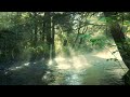 Tropical Forest Sounds for Relaxation and Deep Sleep | 3 HRS#sleepmusic #meditation #relax #rivers