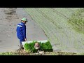 The Fastest Mini Rice Transplanting  Machine works on big farm