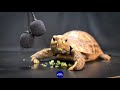 ASMR EATING FOOD MUKBANG 🐢 Turtle Tortoise 83