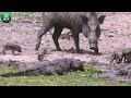 Craziest! Big Cat Protects Their Prey And What Happens Next? Animal World