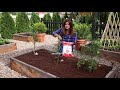 Pruning an Overgrown Tomato Plant! ✂️🍅🌿// Garden Answer