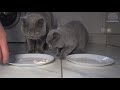 Kitten Stealing Food - ASMR