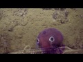 Googly-eyed Stubby Squid | Nautilus Live