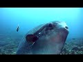 The Insane Biology of: The Sunfish