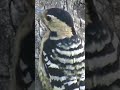 Woodpecker #Pavak #birdsounds #natural #birdlovers #birding #nature #birdwatching #shorts