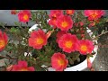 How to grow a portulaca flower pot from cuttings, easy and fast