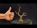 MEMBUAT BONSAI SIANCI || harus berani lakukan ini ✅