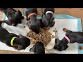 Playful dachshund puppies.