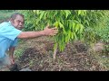 Tanya Jawab & Pemupukan/Pruning Bersama I Ketut Kari Seputar Perawatan Durian