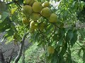 @ PRATI ME? Peaches in vineyard!!! Breskve vinogradarske!