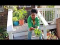 Chaos Planting Hydrangeas, Roses and a Pear Tree || Irie Gardens