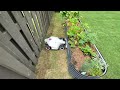 Game Changer! Mammotion Luba Robot Lawn Mower REVIEW