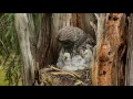 170517 Great Gray Owl - Youngest CAN Swallow a Rodent
