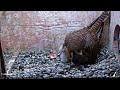 Vole Fed To Kestrel Nestlings, Smallest Chick Tumbles And Is Returned By Female – June 22, 2018