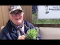 How to Plant Lavender | Top 5 Tips | Planting in Containers | Planting in the Garden