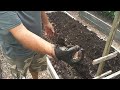 Harvesting Yukon Gold Potatoes: Maximize Your Yield with Replanting Tips!