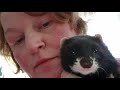 European polecat vs ferret as pets ペットとしてのヨーロッパケナガイタチvsフェレット