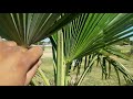 memphis, tn palmtree palms in midsouth