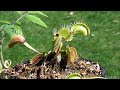 Jeff's Venus Flytrap eating 2 flies at once. RARE video footage of meat eating carnivorous plant.